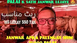 PALAI k sath janwar lejaye  rate MUNASIB  165 to 550 tak🤩🐂🥰