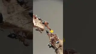 The clever ants created a bridge to bring the whole colony down to suck nectar.🥰 #ants