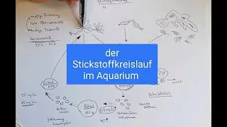wie kann ich Nitirit und Nitrat im Aquarium verringern - der Stickstoffkreislauf im Aquarium