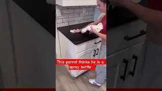 Parrot Imitates Cleaning Spray Sound | Funny & Smart Bird Behavior