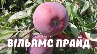 Яблуня 