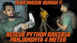 DIGREBEG TENGAH MALEM BUAT RESCUE PYTHON RAKSASA YANG MASUK RUMAH WARGA !!