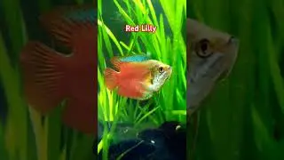 #gouramifish #lilly #fish #aquarium #fishshorts #fishtank #fishhobbyist #udfishroom