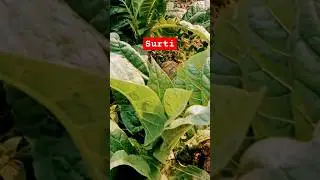 Surti Khaini: Gujarat ki Mithas Tambaku#Smokeless Tobacco