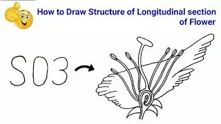 how to draw structure of longitudinal section of flower easy | draw longitudinal section of flower