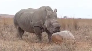 A Rock Licker