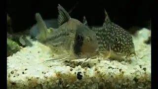 Cute Winks ~Corydoras blinks1~