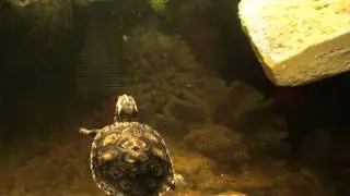 Turtle Trachemys scripta troostii - Ż&oacute;łw Ż&oacute;łtolicy i jego szybka kolacja :)