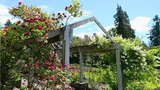 Aisle of Roses | Romantic Music for Wedding Ambience