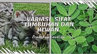 Variasi Sifat Pada Tanaman dan Hewan PBIO A 20