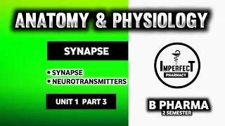 Synapse And Neurotransmitters | Nervous System | Human Anatomy And Physiology | B Pharma 2nd Sem