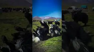 Nature's Gladiators: Yak vs Yak  #angry #tibetian #animals #tibetan #tibet #mountains #yakfight