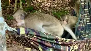 Funny monkeys playing in a hammock 😆#shortvideo #monkey #viralvideo