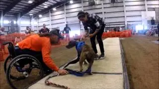 ADBA Weight Pull- Salt Lake Terrier Association Labor Day Weekend