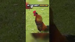 The Best Rooster 💀🔥 #trollface