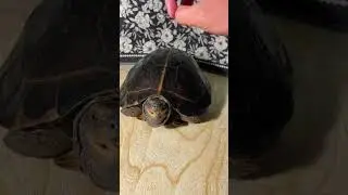 ASMR Mukbang Eating Cherry Tomato 🐢 Turtle Tortoise -57 #asmr #mukbang #eating #turtle #tortoise