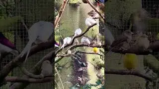 Aviary Finches and Softbills #bird #birds #finch