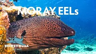 Moray Eels: Masters of Nocturnal Hunting
