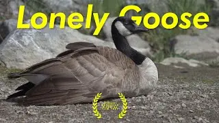 The Lonely Goose | Drama Comedy EH24 short film Calgary Alberta
