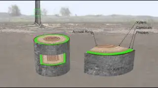 Tree Growth Analysis