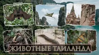 Необычные животные Таиланда.