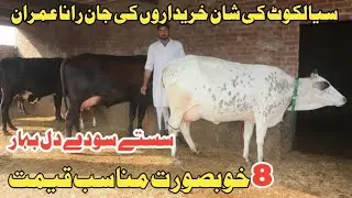 رانا عمران سیالکوٹ 8 خوبصورت گائے دستیاب 17 دسمبر 2025 Farming and Business Ideas