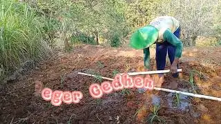 Ngabuk Jagung Neng Sawah Karo Si Mbah-Geger gedhen @Lek Damis