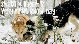 Shaco & Xayah's Very First Snow Day ❄💙❄