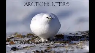 Rypejakt 2013  Støkkjakt  Grouse hunting Arctic Hunters HD Youtube  Chris Pettersen
