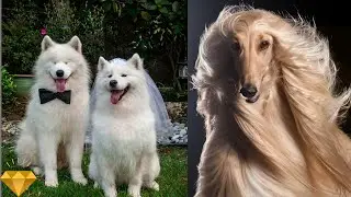 The Most Luxurious and Expensive Dog Breeds In The World | Not Everyone Can Afford