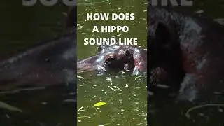 HOW DOES A HIPPO SOUND LIKE. #shorts