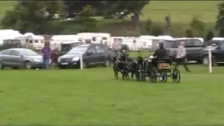 Team of Miniature Horses at Chatsworth Presentation Drive 2009
