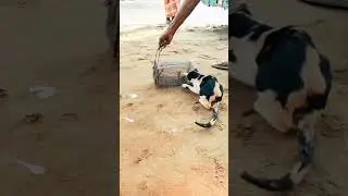 new cat item in Bangladesh #cat #funny #anime #cutecat