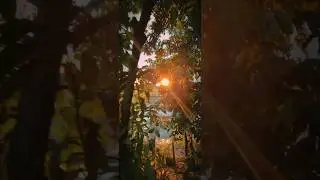 The Tranquil Beauty of a Morning in Nature #4knature #naturalbeauty #sceniclandscape #4kvideos
