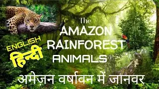 AMAZON RAIN FOREST|ANIMALS|English|Hindi|kidsEducationalvideos|V V science education