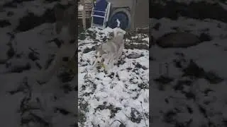 huskys first snow day SHE LOVES IT