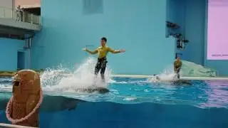 Xperia XZ Premium_超級慢動作拍海豚表演/ shoot Dolphin show in super slow motion-2