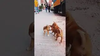 Loving Puppies | #shorts | Phoring