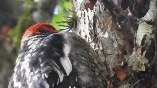 Red-breasted Sapsucker (Sphyrapicus ruber) in the Tualatin Mountains
