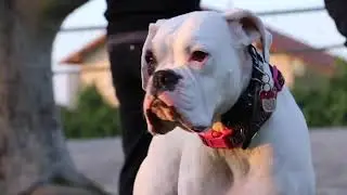 Redefined Dog Training