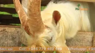 Why your goats May not give birth- The last will shock you!