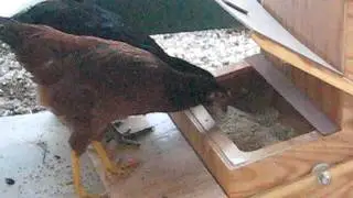 The chickens using the treadle feeder