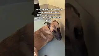 please kindly help us raise the medication bills and save this baby #rescue​ #dog​ #usa​ #canada