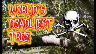 The Manchineel is the world's deadliest tree and not just if it fell on you...DO NOT TOUCH THIS TREE