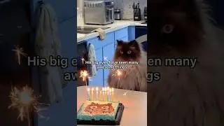 it's Noodle's Birthday! 🥳 #cat #birthday #funny #cute #4thofjuly2025 #fireworks