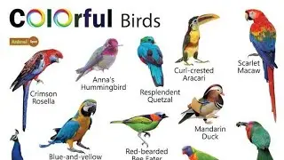 Colorful birds names in English with pictures #colorfulbirds #birds #englishwords #colorfulbird