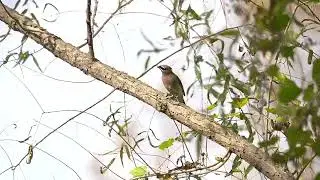 Cedar Waxwing Flying Away