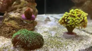 🦞 У бычка появился друг рак щелкун 🦞. Alpheus bellulus, Pusiostoma mendicaria.