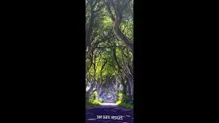 Dark Hedges - County Antrim, Northern Ireland (Edited)