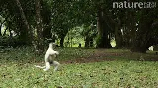 Verreaux's sifaka jumping across the ground, Madagascar